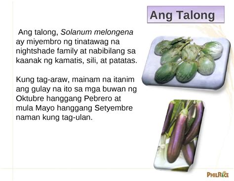 palapag pornsite|Sinubo Ang Talong sa Pangatlong Palapag .